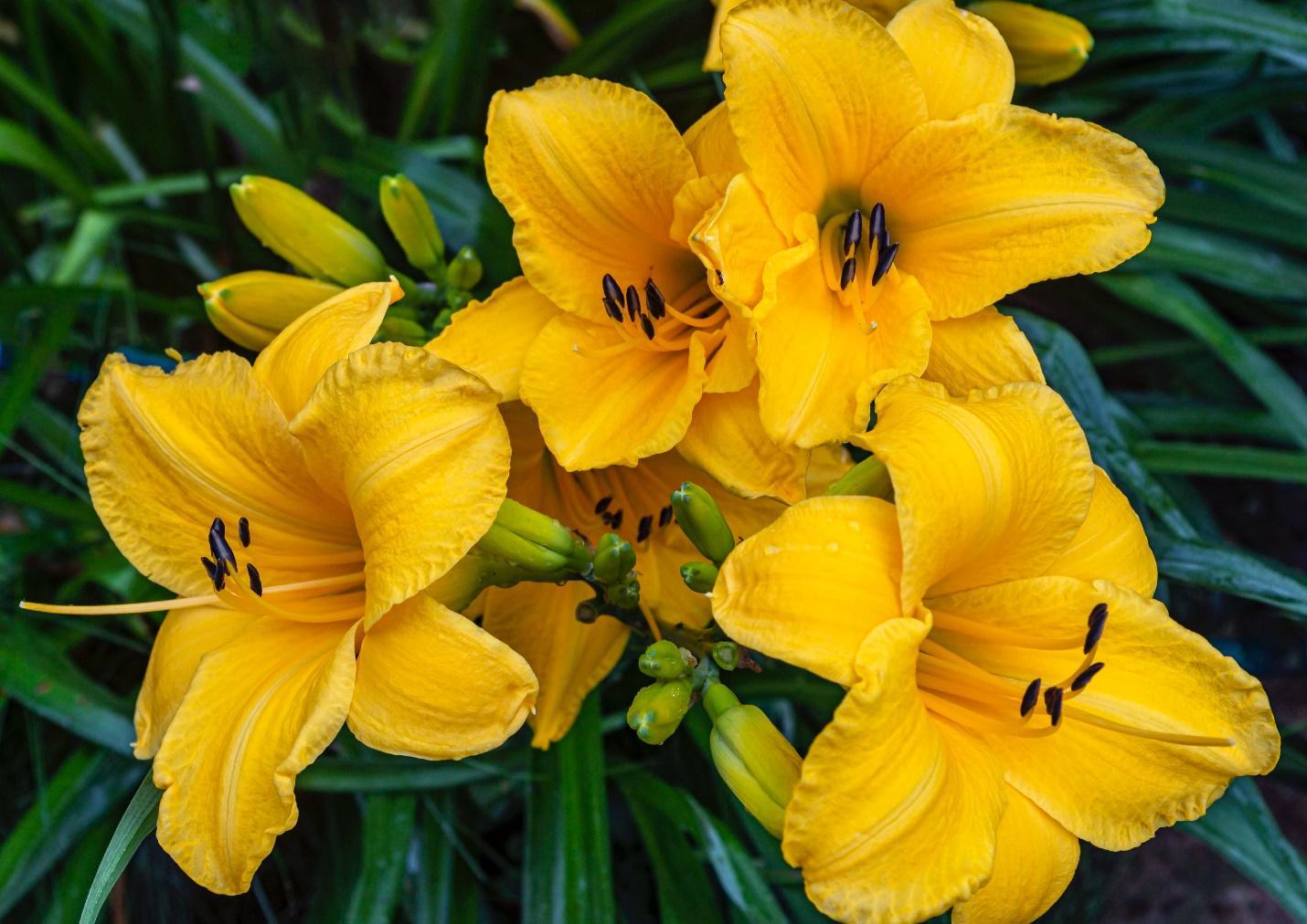 4-types-of-yellow-flowers-for-girls-who-love-yellow